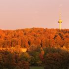 Warme Sonnenstrahlen im Herbst