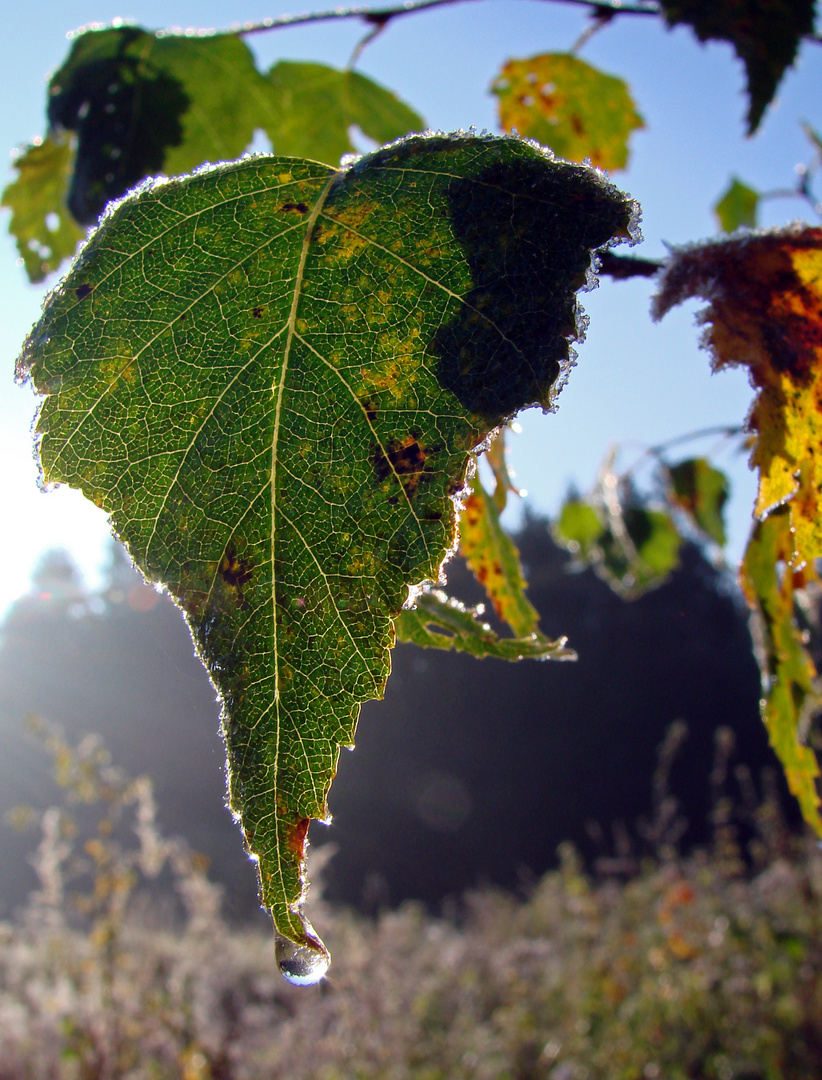 Warme Sonnenstrahlen und Frost ....... Part 1