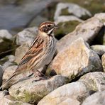 Warme Steine zum Aufwärmen