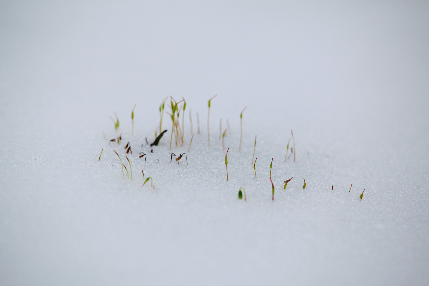 Warme Winterschneedecke