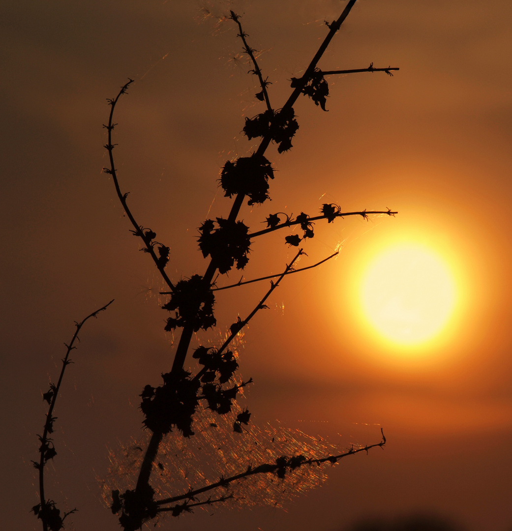 Warmer Frühlingsabend