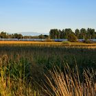 Warmer Sommerabend im Elsaß