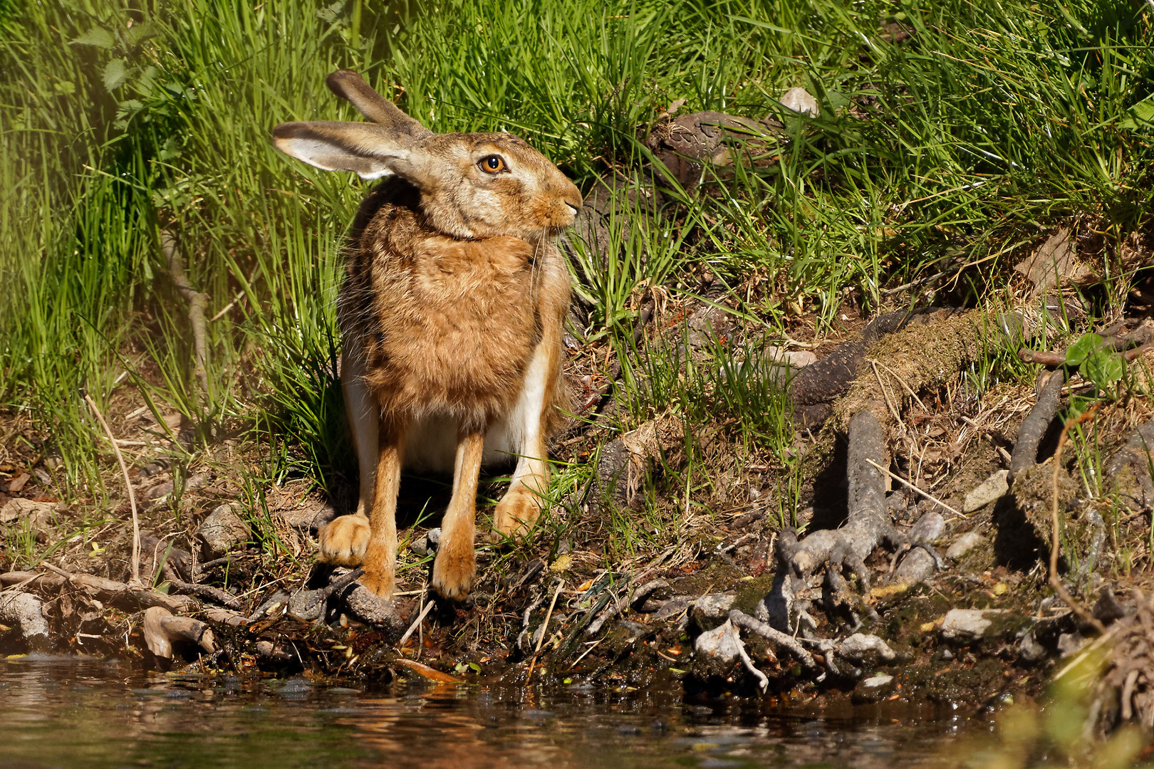 Warmer Tag, -durstiger Hase II