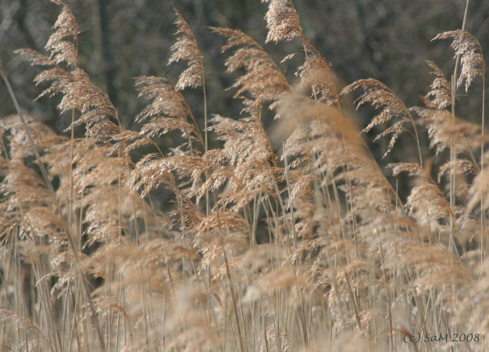 Warmer Wind wehte übers Feld...