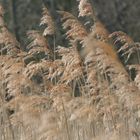 Warmer Wind wehte übers Feld...