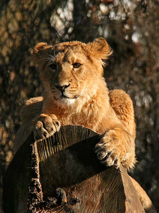 Warmer Wintertag im Frankfurter Zoo 1