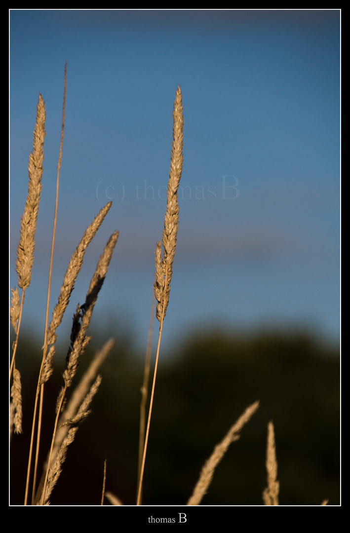 Warmes Abendlicht