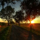 Warmes Abendlicht streift die Allee