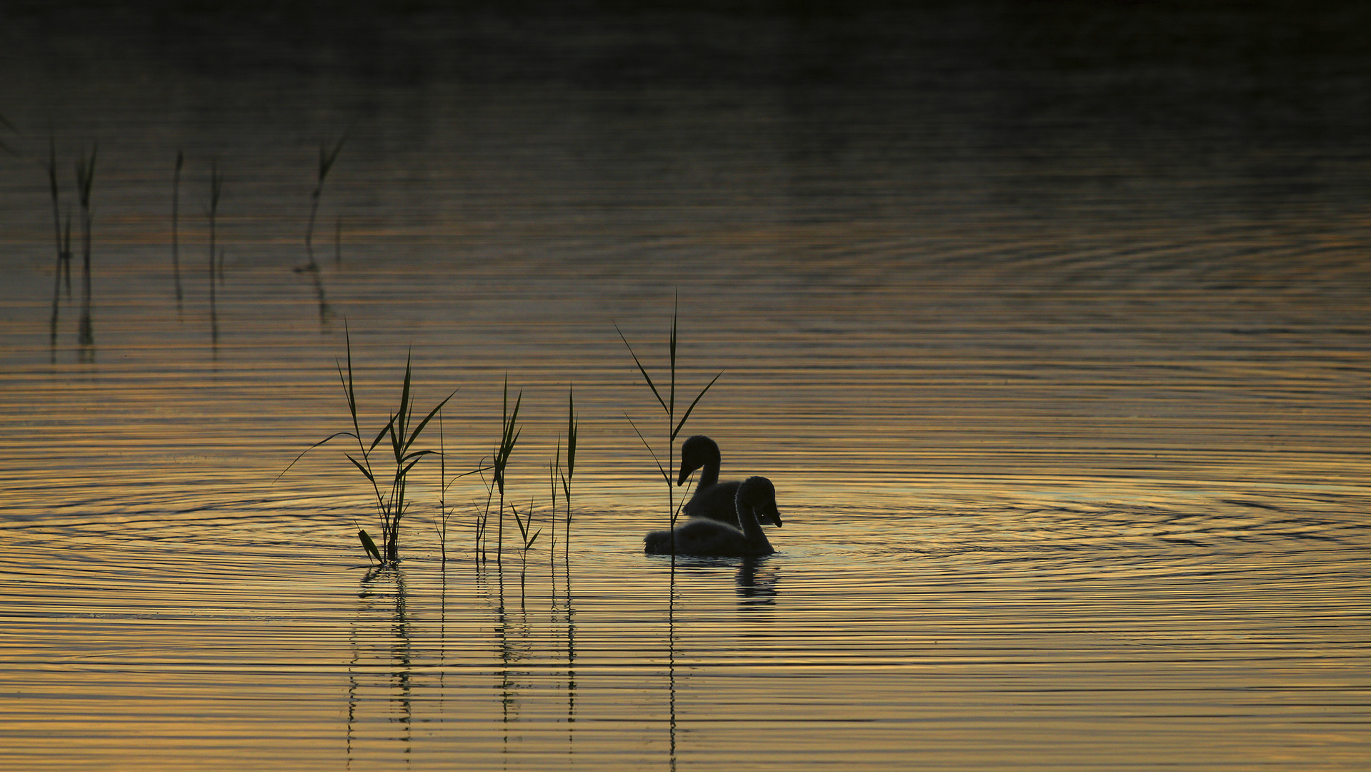 Warmes Licht am Schwanensee