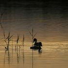 Warmes Licht am Schwanensee