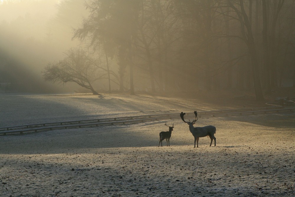 Warmes Licht auf kalter Landschaft