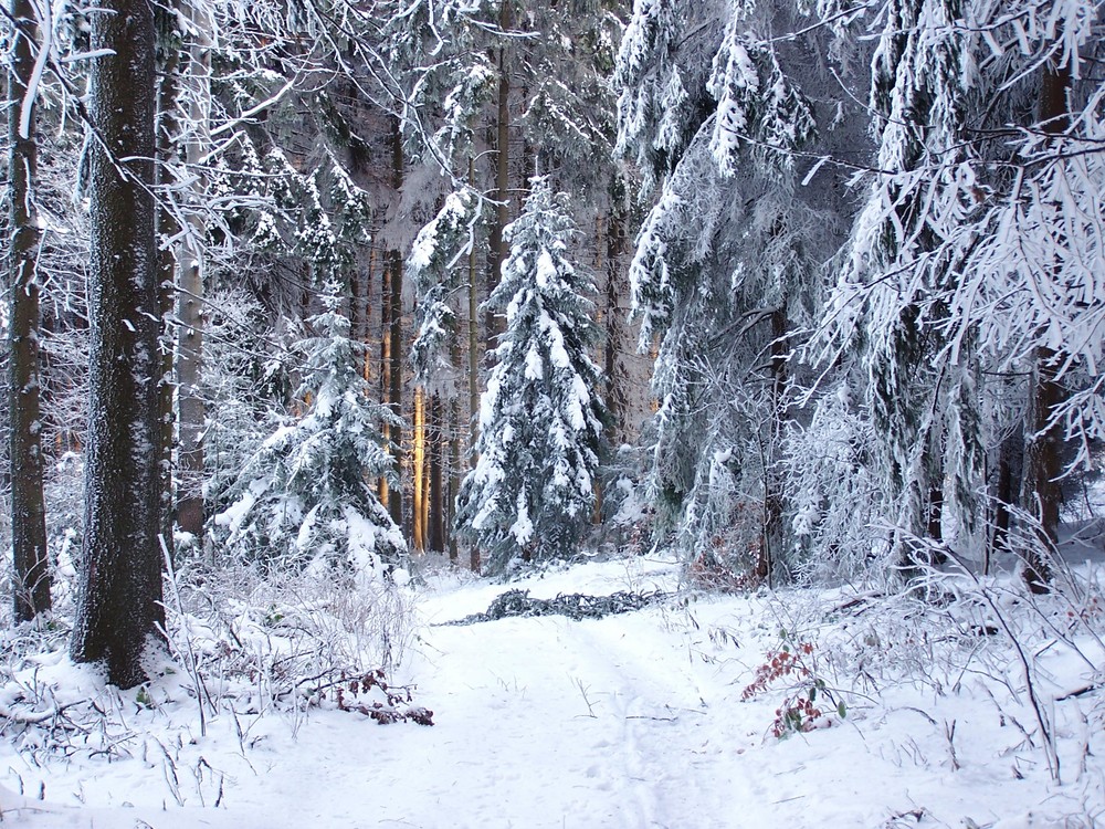Warmes Licht strahlt in den kalten Wald