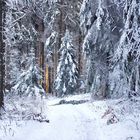 Warmes Licht strahlt in den kalten Wald