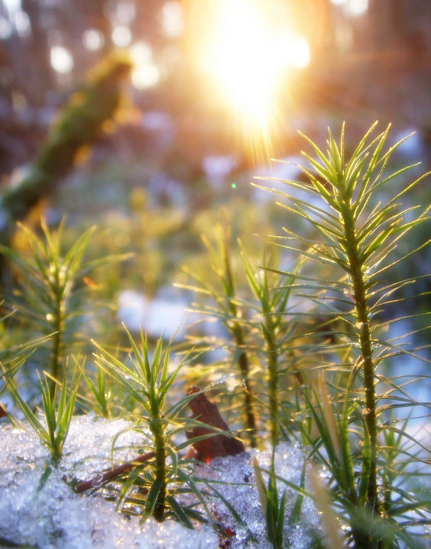 warmes Schneebad