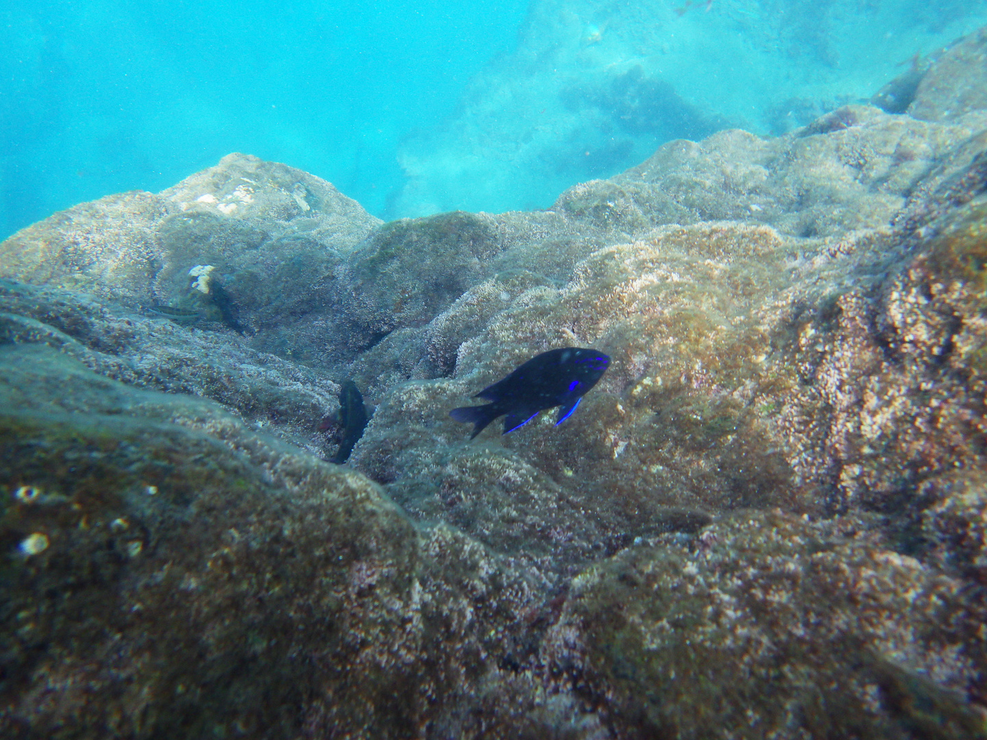 warmes Wasser schöne Fische