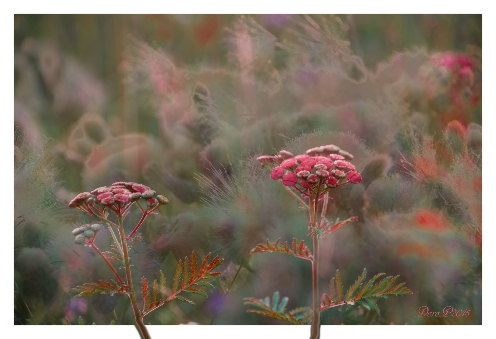 warmes Wiesenblumenstilleben