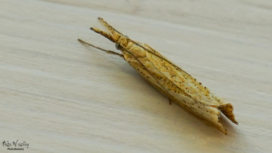 Warmgelb gepunkteter Zünsler: Agriphila straminella (danke @Uli-M)