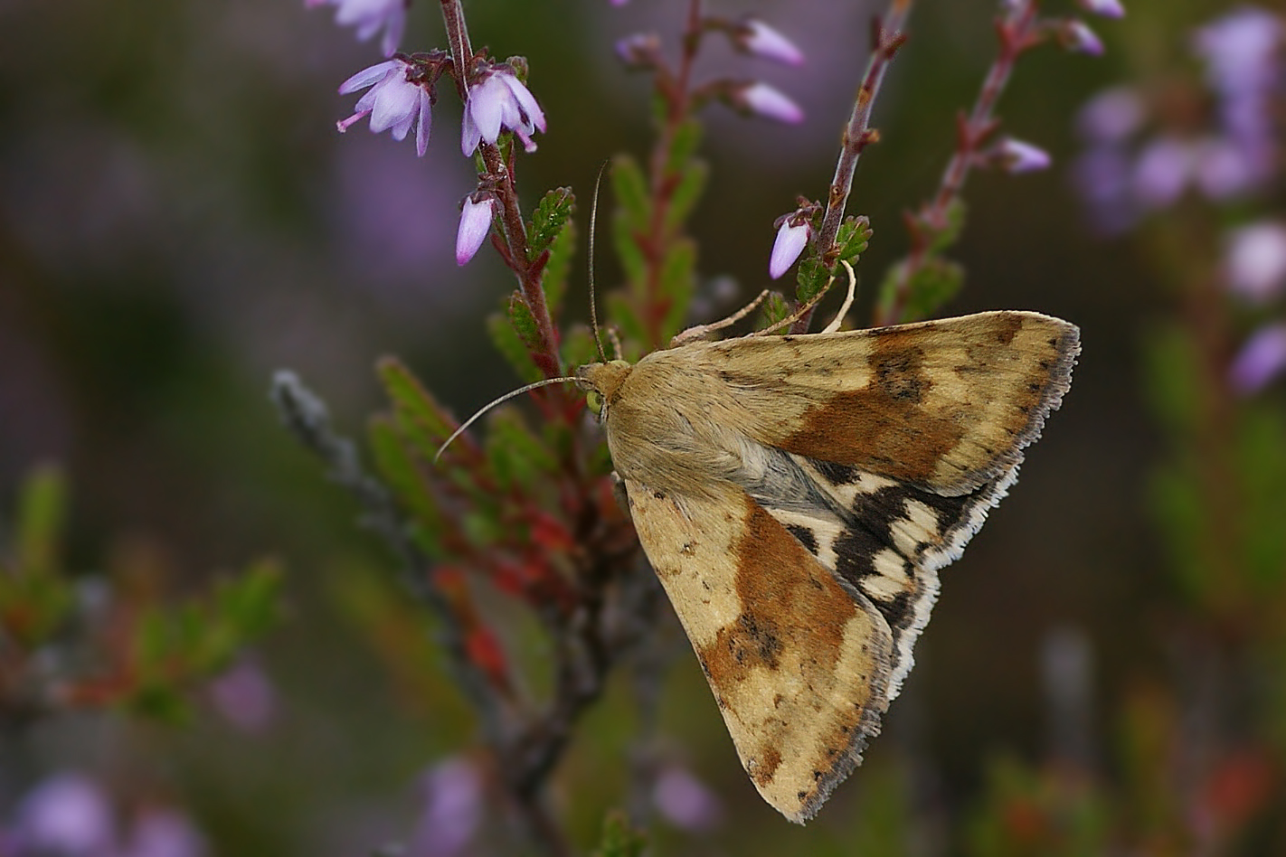 Warneckes Heidemoor-Sonneneule (Heliothis adaucta)