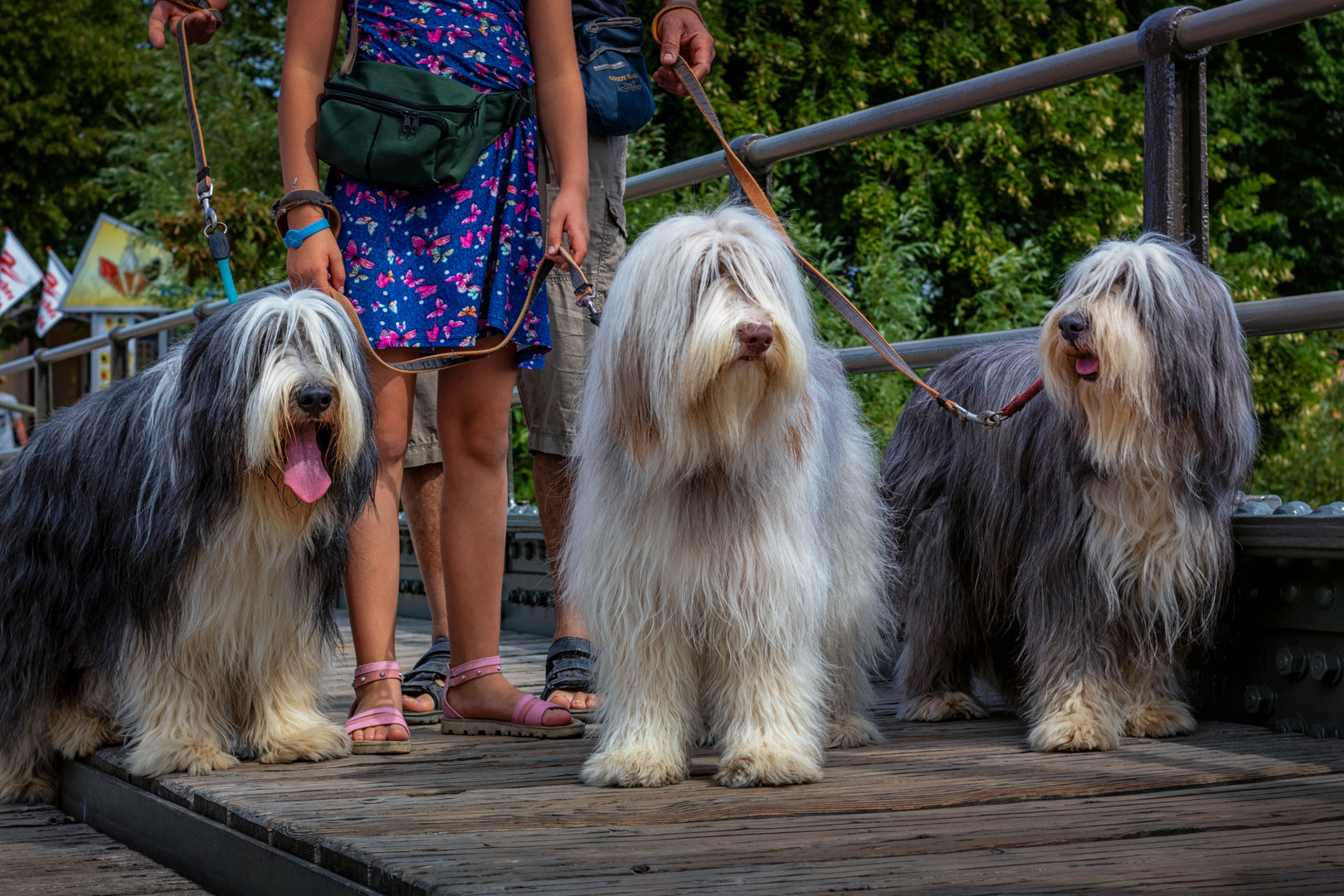 Warnemünde - 3 bearded collies mit langen Haaren beim Flannieren