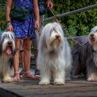 Warnemünde - 3 bearded collies mit langen Haaren beim Flannieren