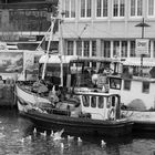 Warnemünde - Alter Strom - Fischmarkt "hinter den Kulissen"