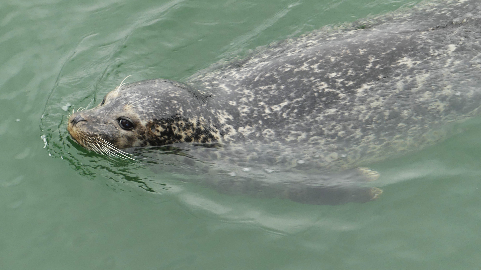 Warnemünde  -  Besuch im Robben-Forschungszentrum ...