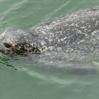 Warnemünde  -  Besuch im Robben-Forschungszentrum ...