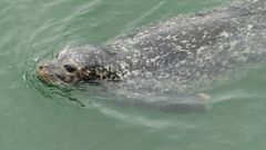 Warnemünde  -  Besuch im Robben-Forschungszentrum ...