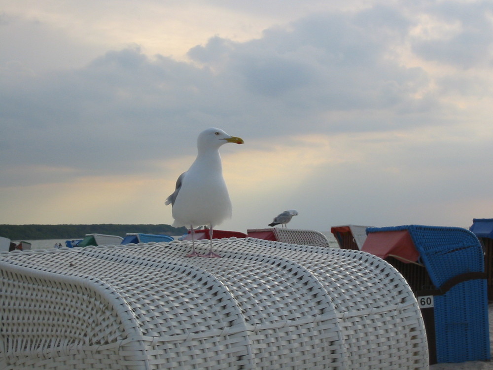 Warnemünde - neugierige Möwe