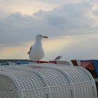 Warnemünde - neugierige Möwe