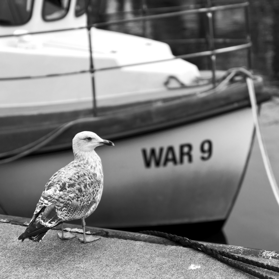 Warnemünde - "WAR 9" alongside at fishermen's wharf