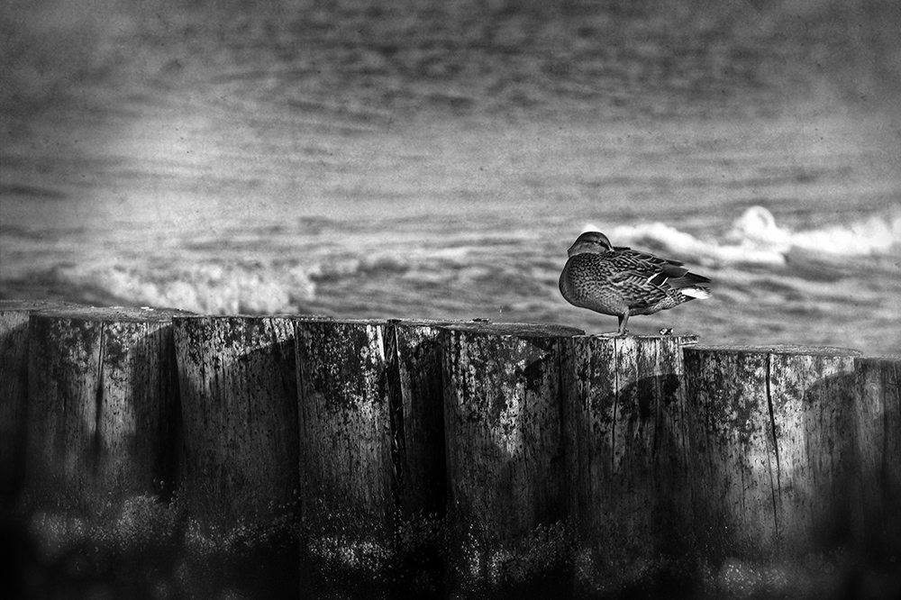 *Warnemünder Ente*