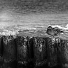 *Warnemünder Ente*