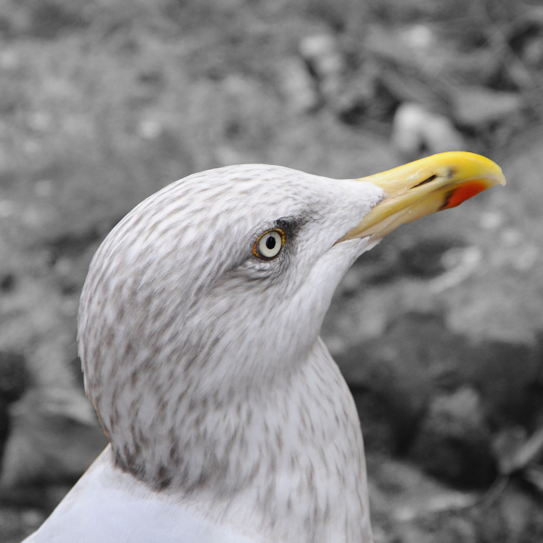 Warnemünder Möwe