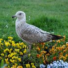 Warnemünder Möwe