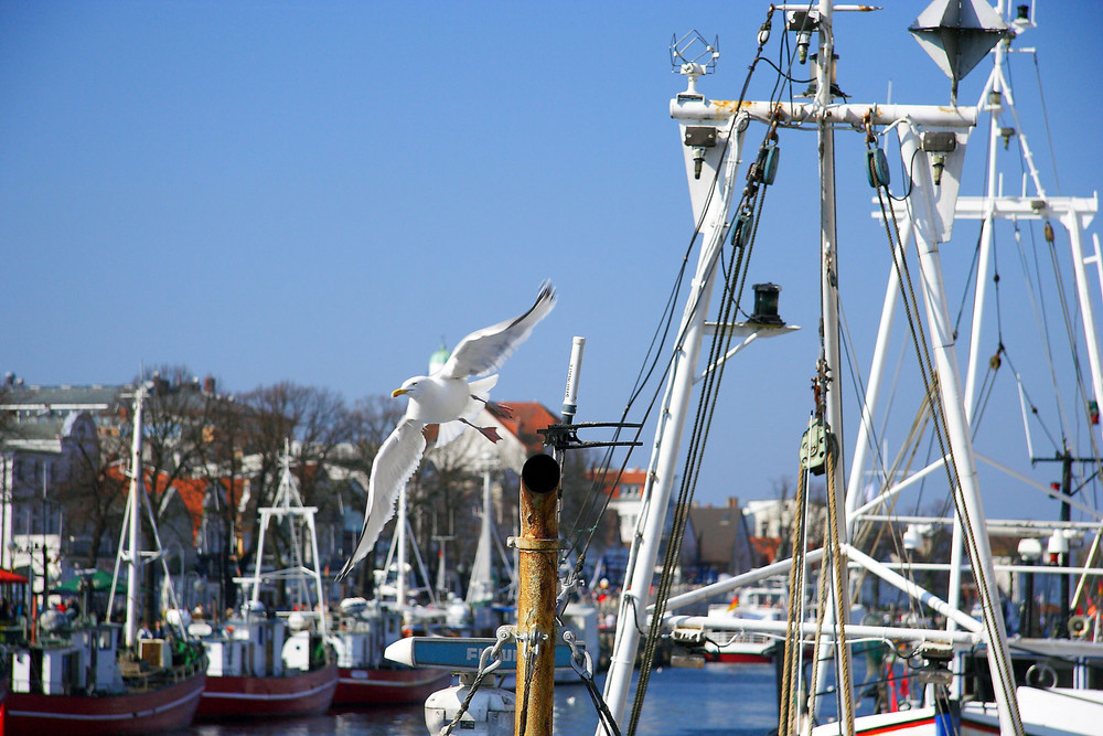 Warnemünder Möwe am Alten Strom