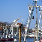 Warnemünder Möwe am Alten Strom