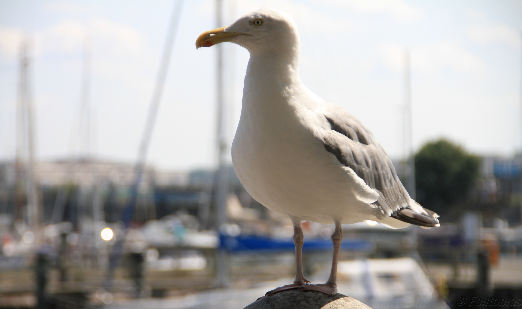 Warnemünder Möwe