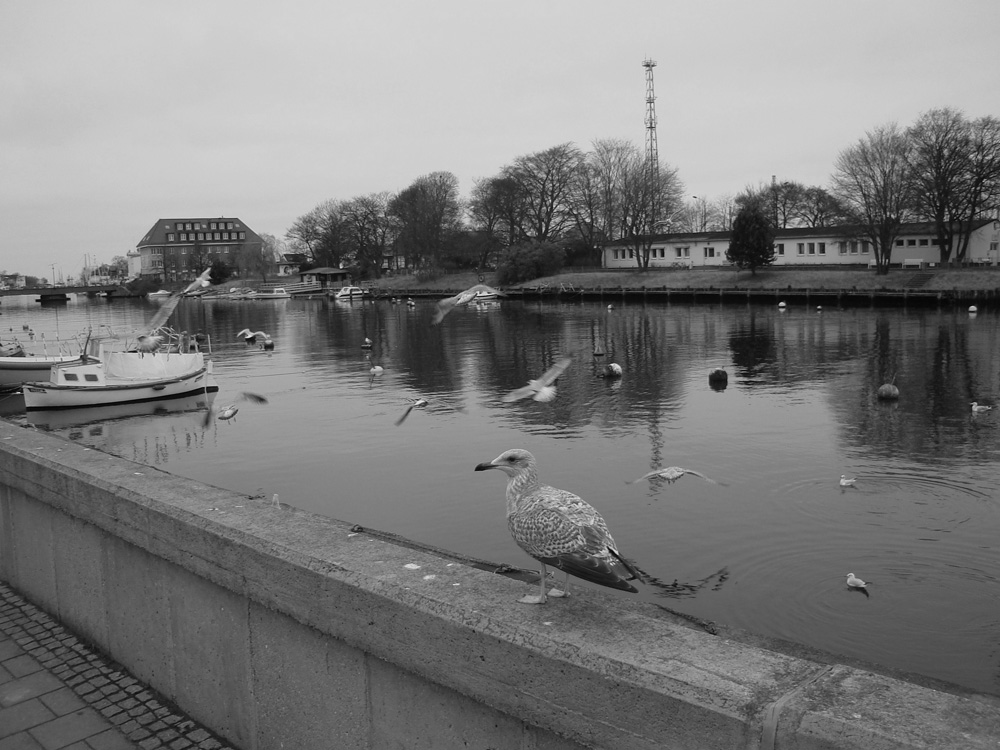 Warnemünder Möwen