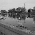 Warnemünder Möwen