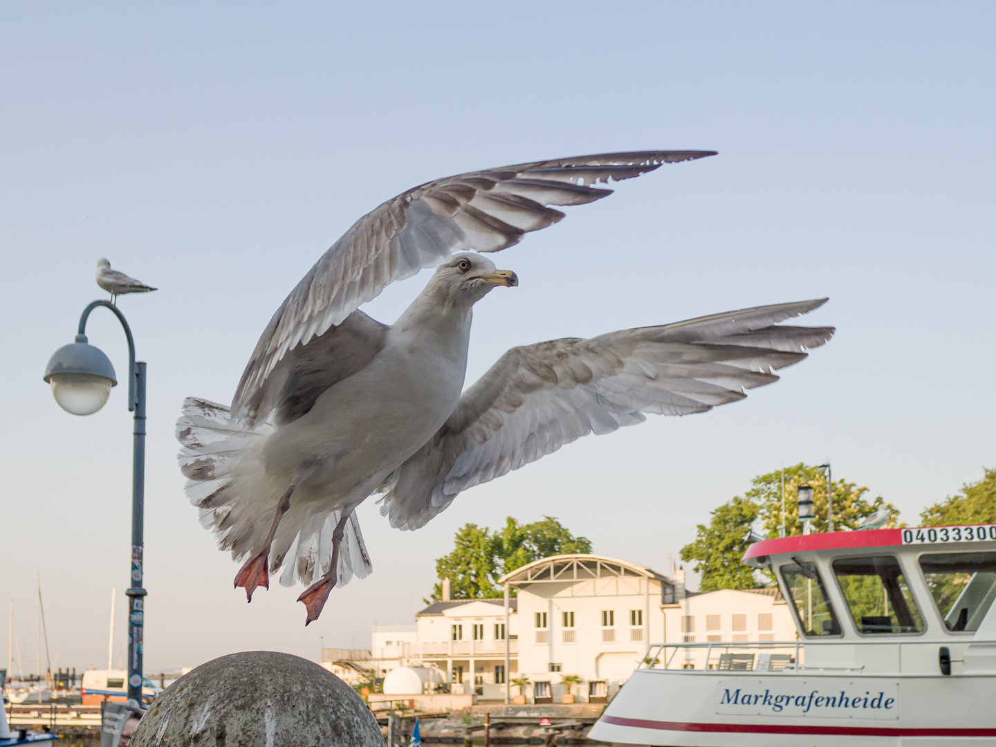 Warnemünder Strommöwe