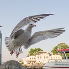 Warnemünder Strommöwe