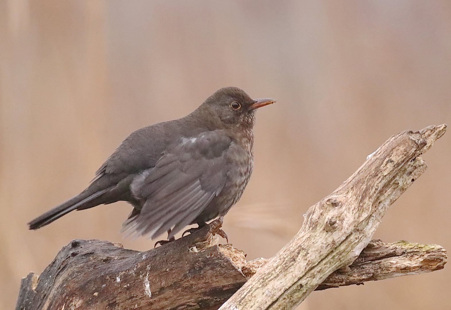 Warnende Amsel (w)