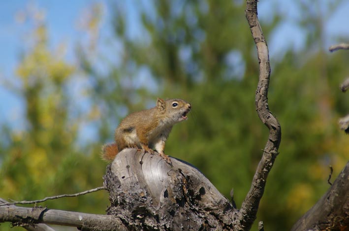 warnender Squirrel