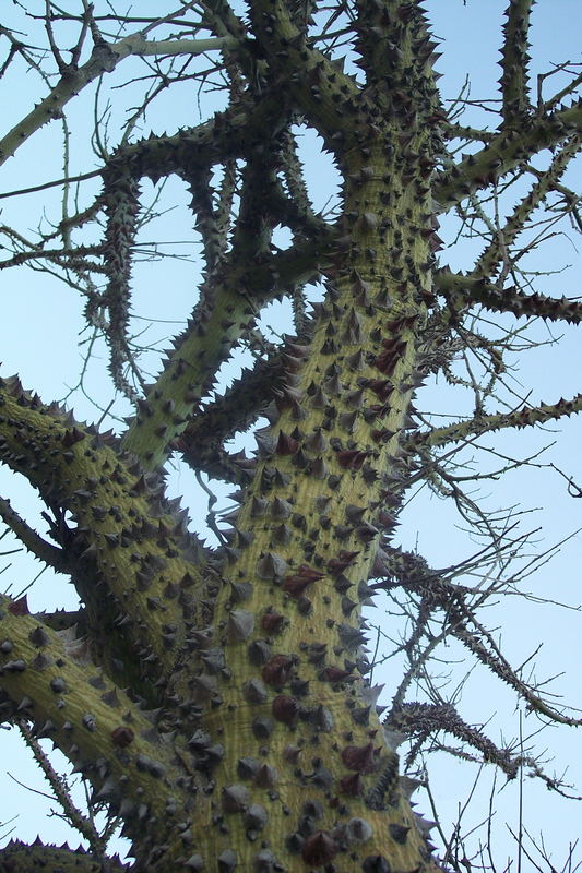 WARNING - Birds, better don't land on this tree !!-