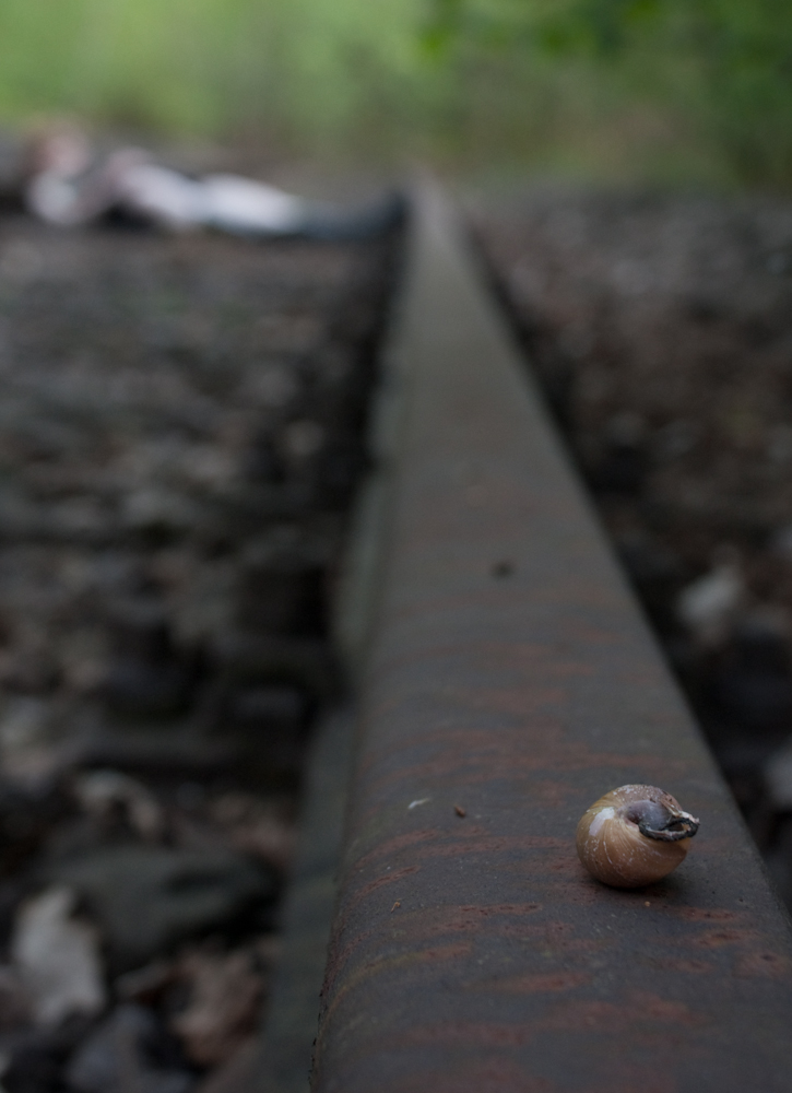WARNING - Snails on Train Tracks are not Allowed. Humans?