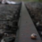 WARNING - Snails on Train Tracks are not Allowed. Humans?