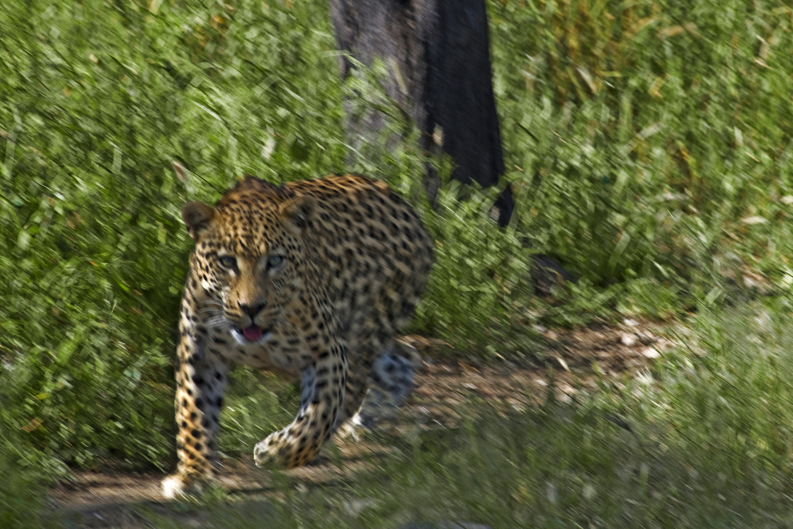 Warnung des Leoparden