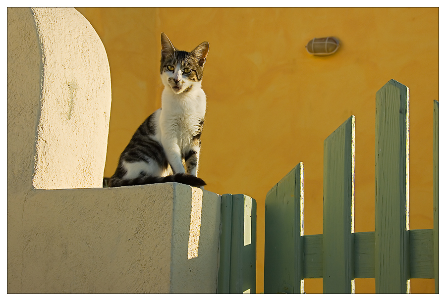 Warnung vor der Katz