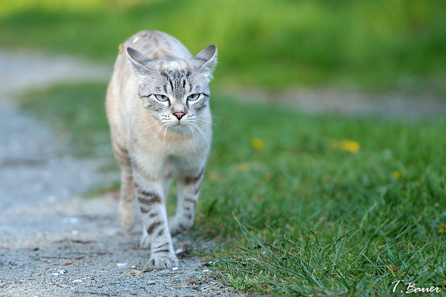 Warnung vor der Katze!!